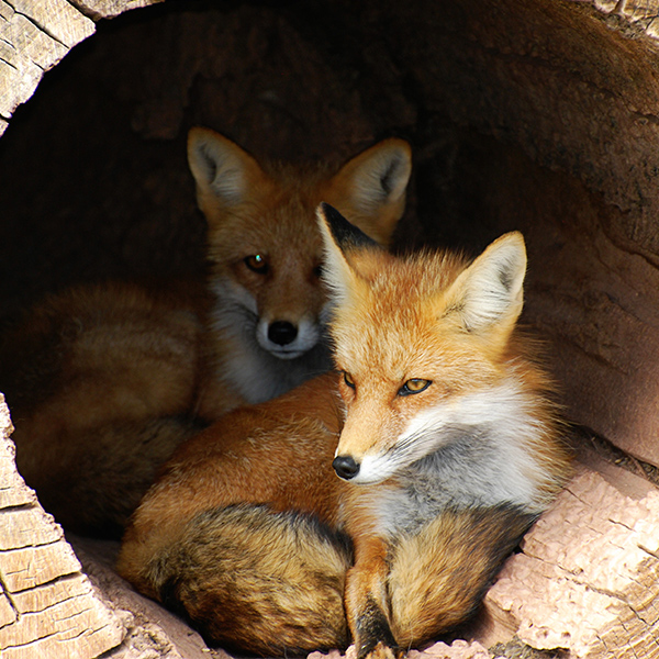 Renard dans un trou d'arbre