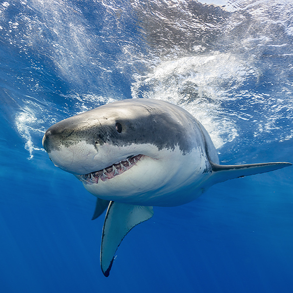 Dents du requin