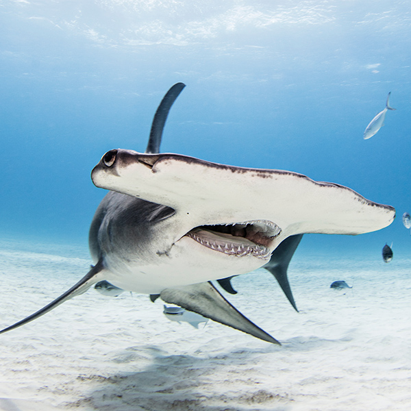 Requin marteau