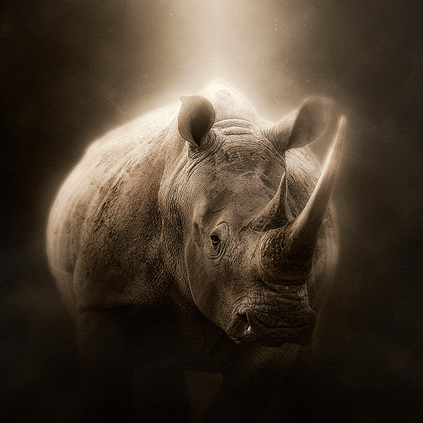 Rhinocéros avec grande corne