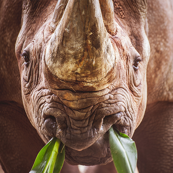 Rhinocéros qui mange de l'herbe