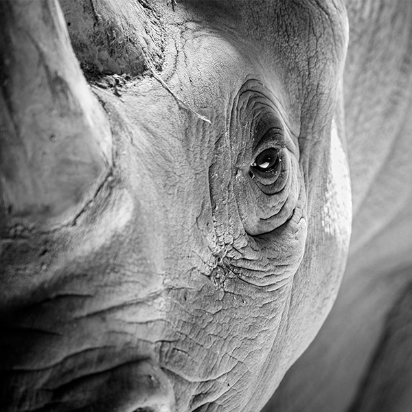Rhinocéros, photo noir et blanc