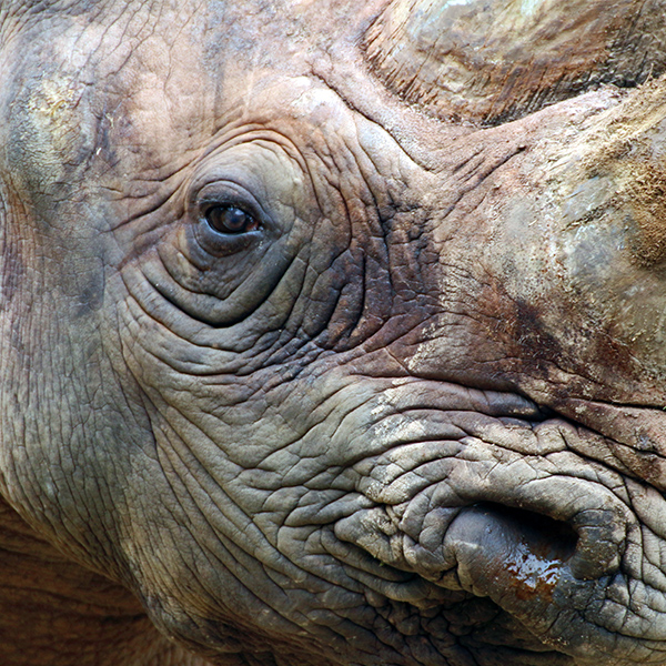 Portrait du rhinocéros