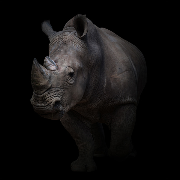 Superbe rhinocéros