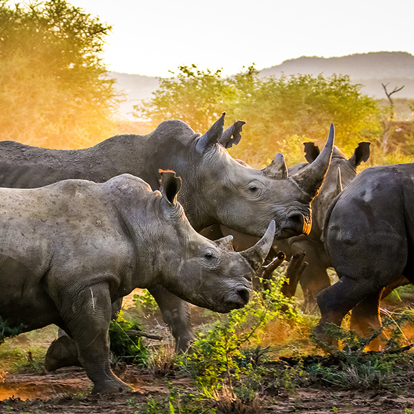 Troupeau de rhinocéros