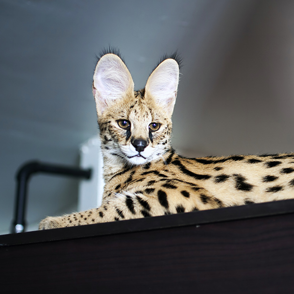 Serval couché sur tablette