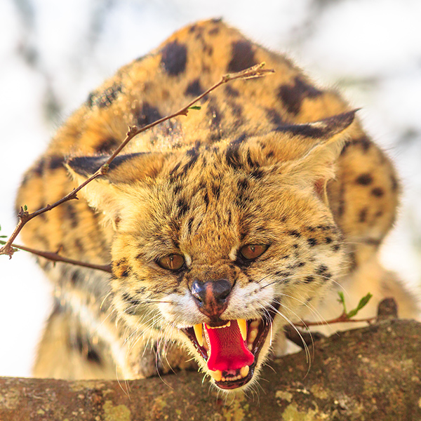 Serval qui montre les dents