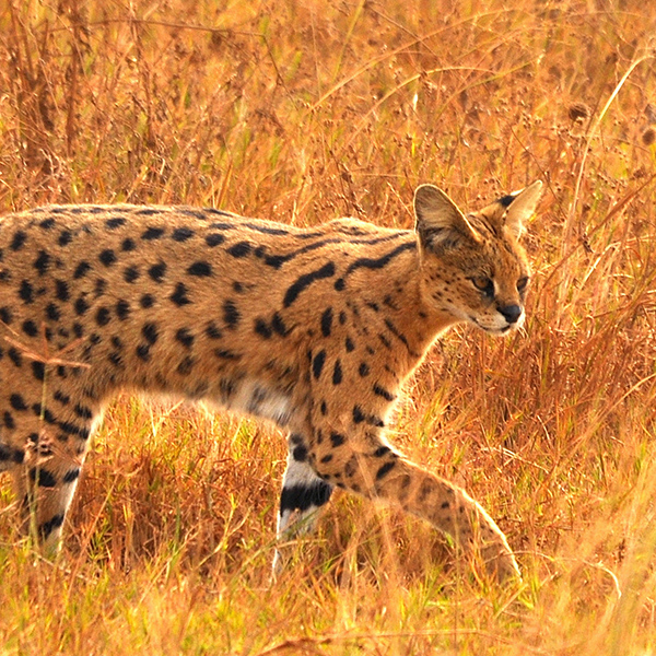Serval, un félin chasseur