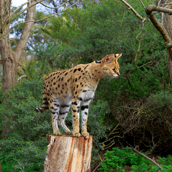 Serval qui observe sa proie