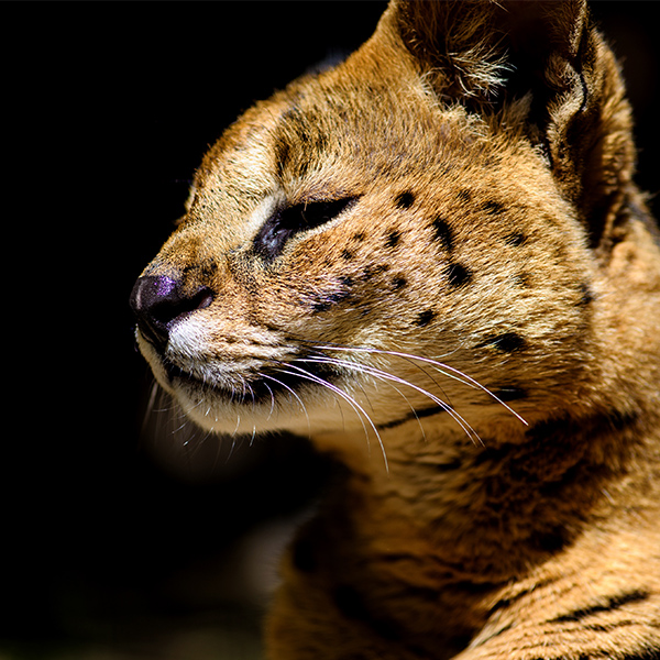 Portrait du serval
