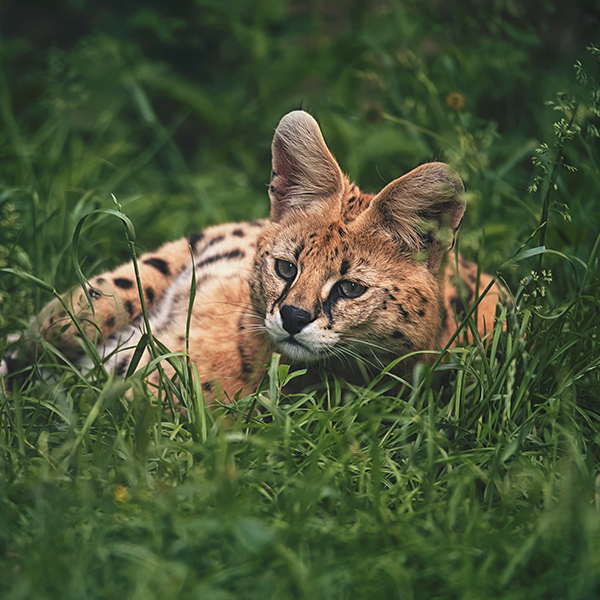 Serval tapis dans l'herbe