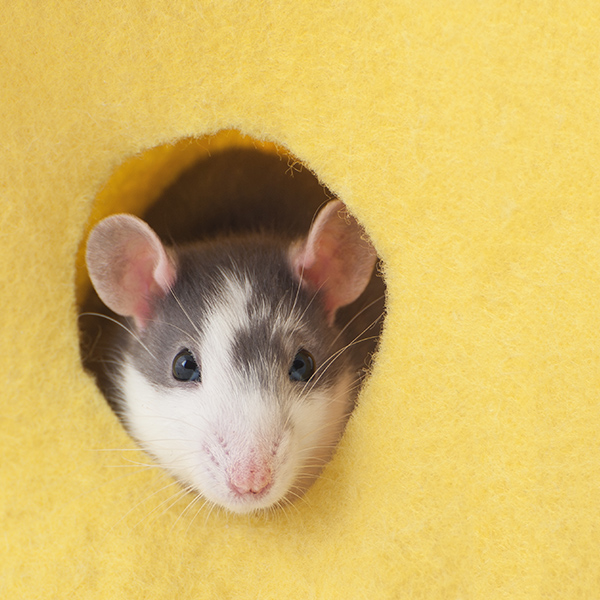 Souris caché dans un trou