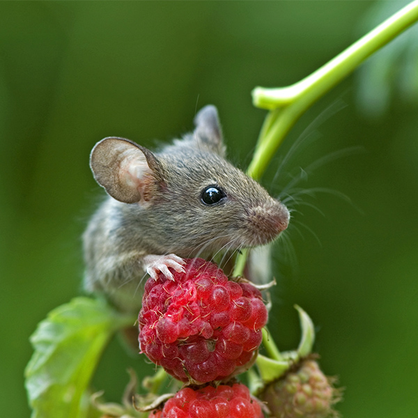 Souris sur une framboise