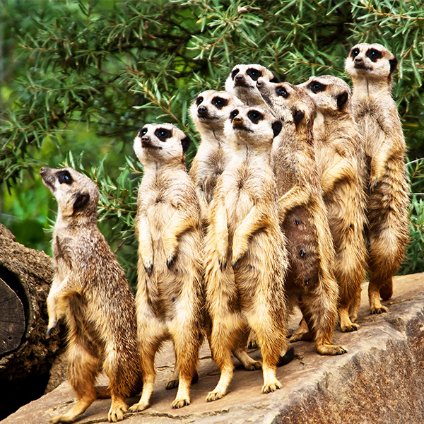 Bande de suricate qui monte la garde