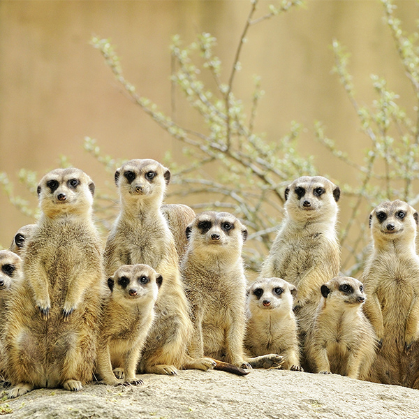 Groupe de suricate su rune roche