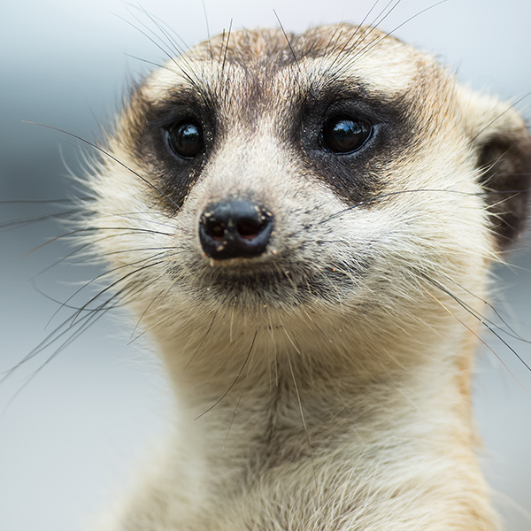 Portrait du suricate