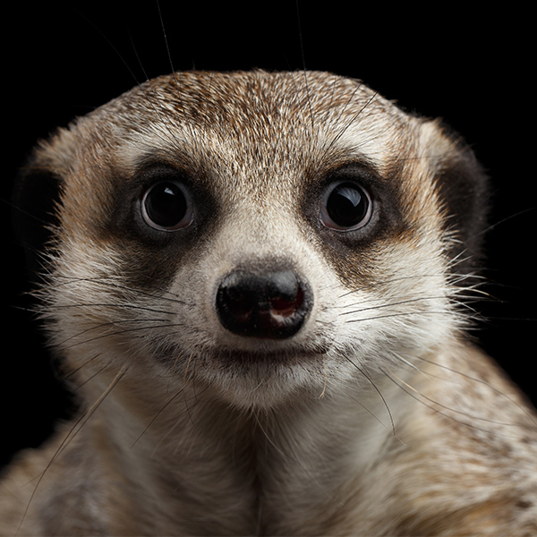 Suricate au regard surpris