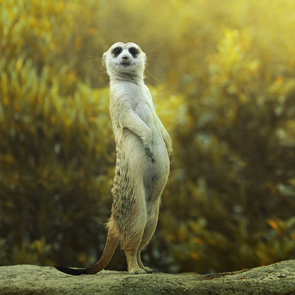 Suricate qui surveille