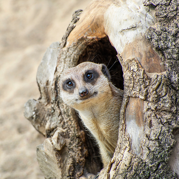 Suricate dans un trou d'arbre