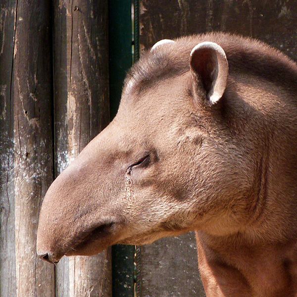 Tapir brun
