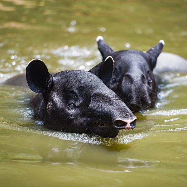 Tapir qui nage dans la rivière