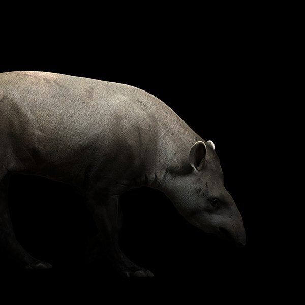 Portrait du tapir