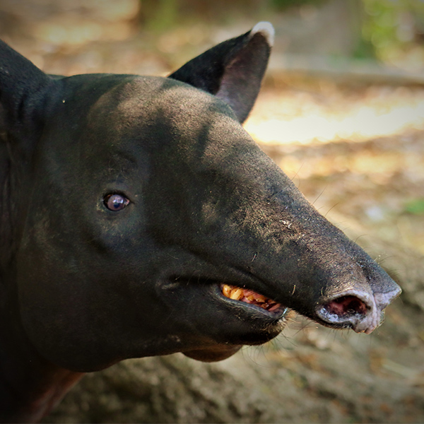 Sourir de tapir