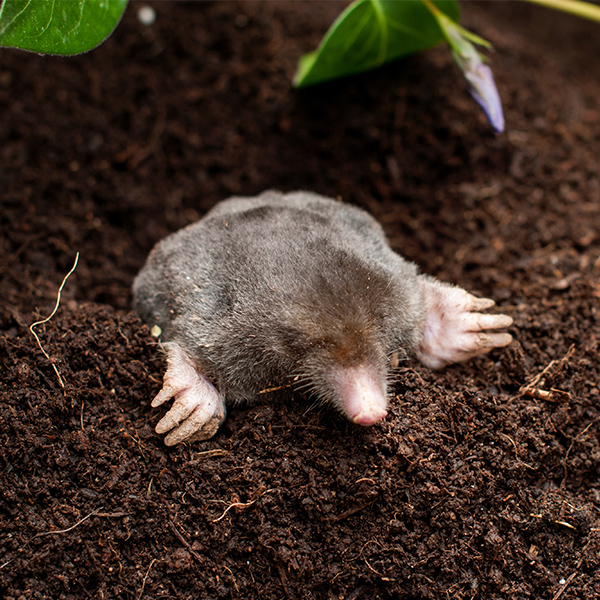 Taupe dans le jardin