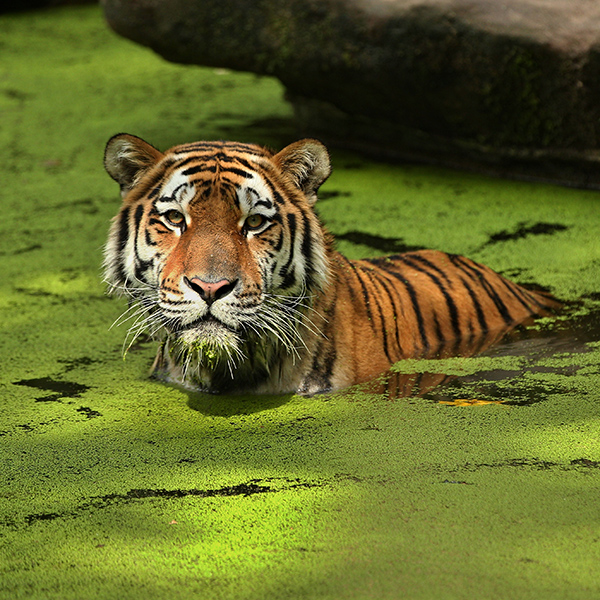 Baignade du tigre