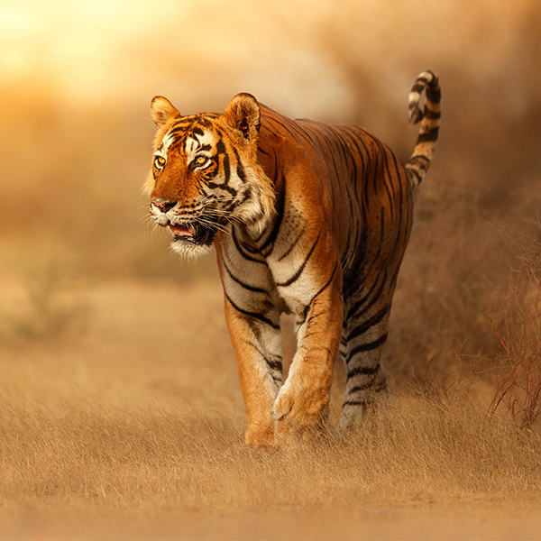 Tigre qui chasse sa proie