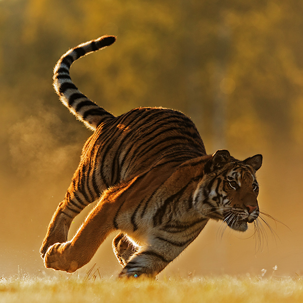 Course du tigre