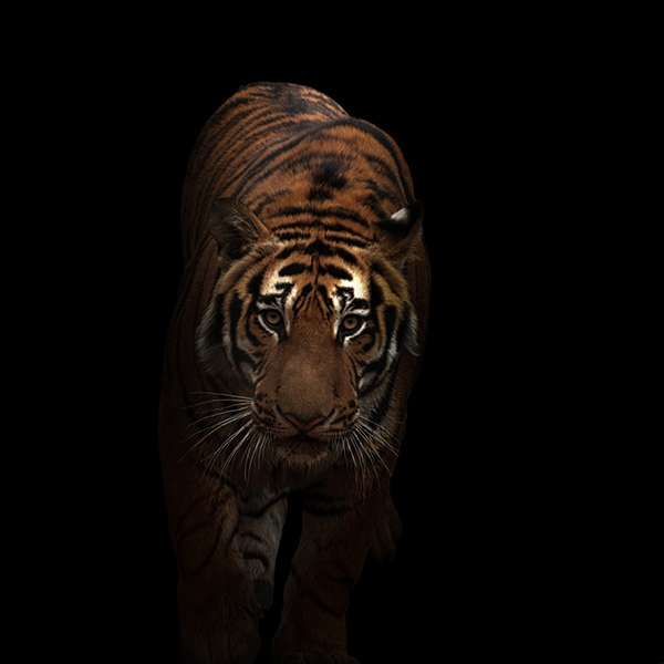 Tigre dans le noir