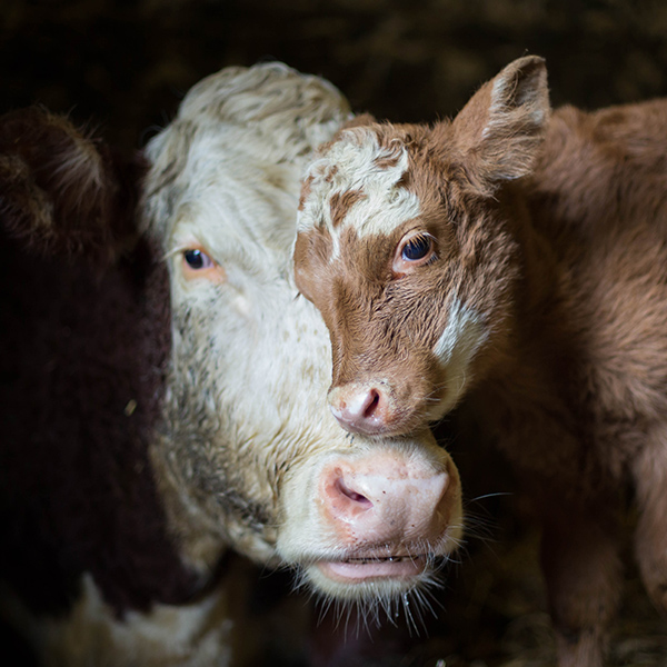 Veau brun, bébé de la vache