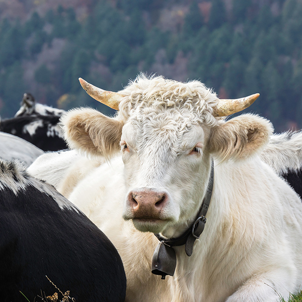 Vache blanche dans le champ