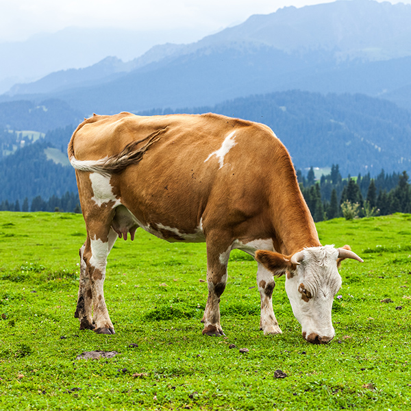Vache brunne qui broute dans le champ