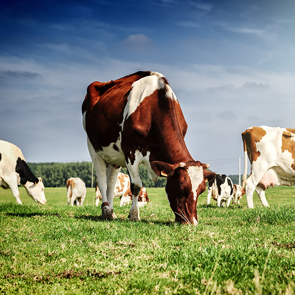 Troupeau de vaches