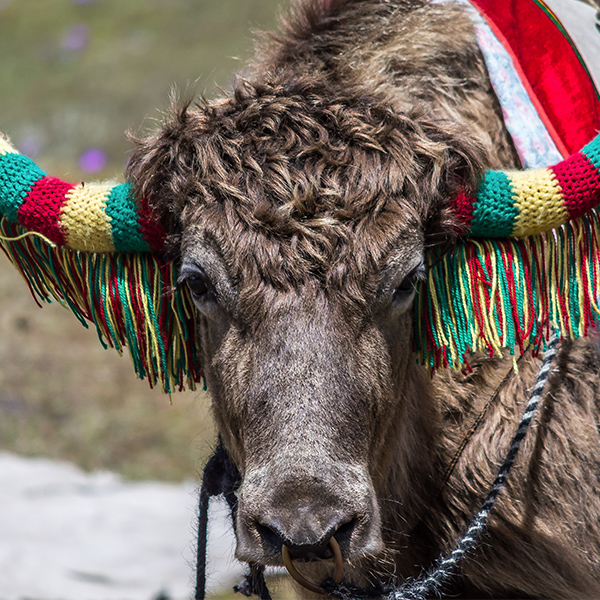 Yack avec costume de fête