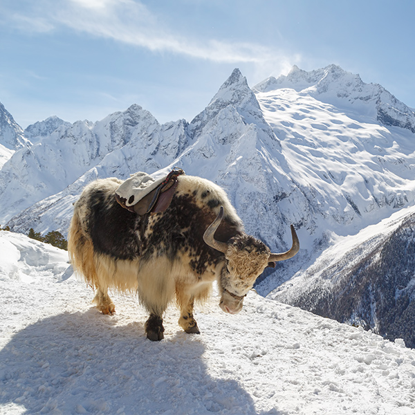 Yack dans montagne de neige