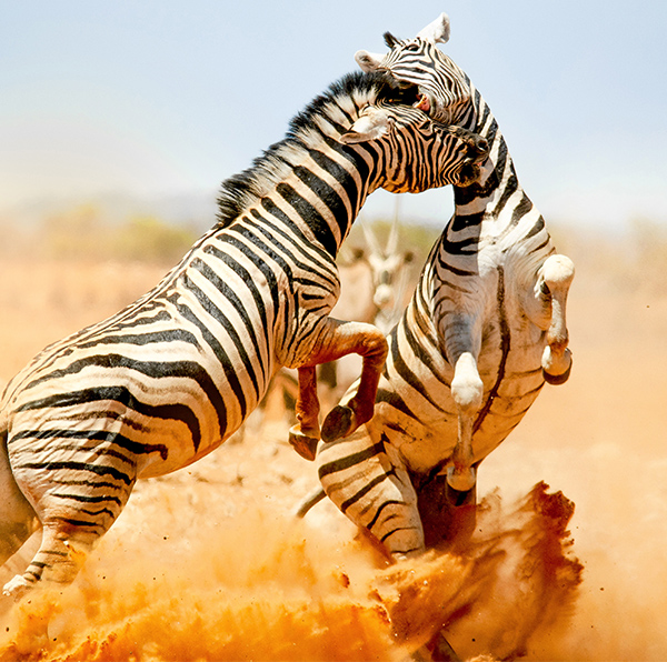 Combat de zèbre