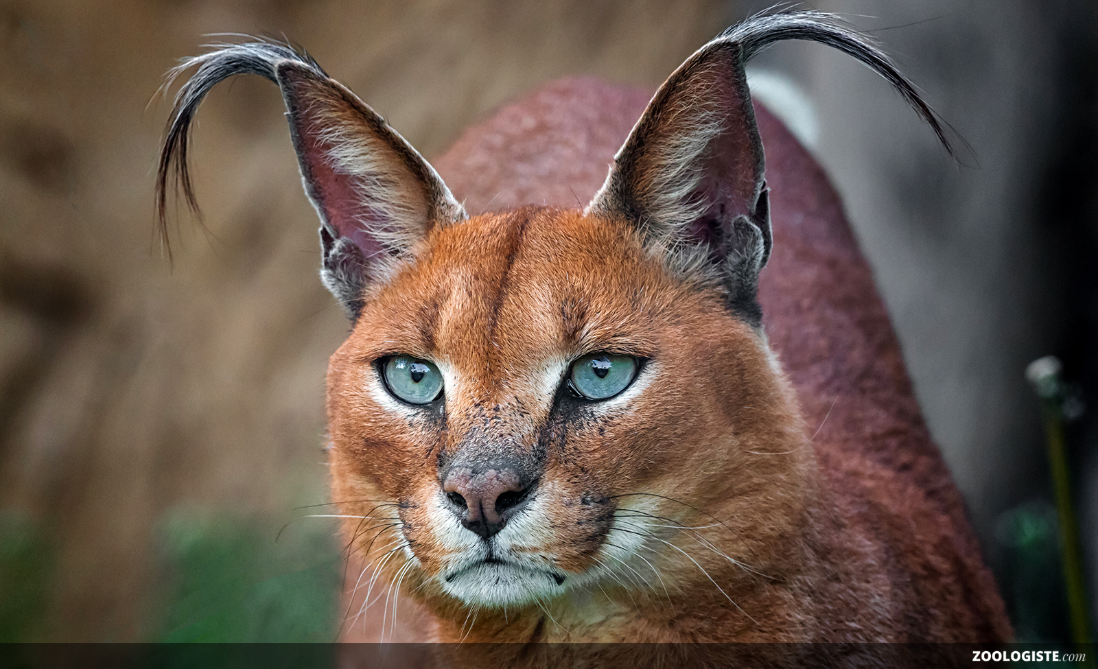 Caracal | Zoologiste.com