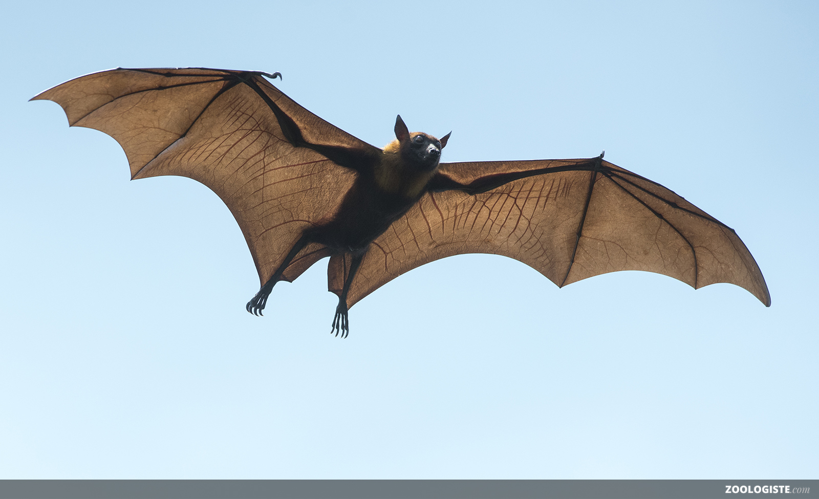 Chauvesouris