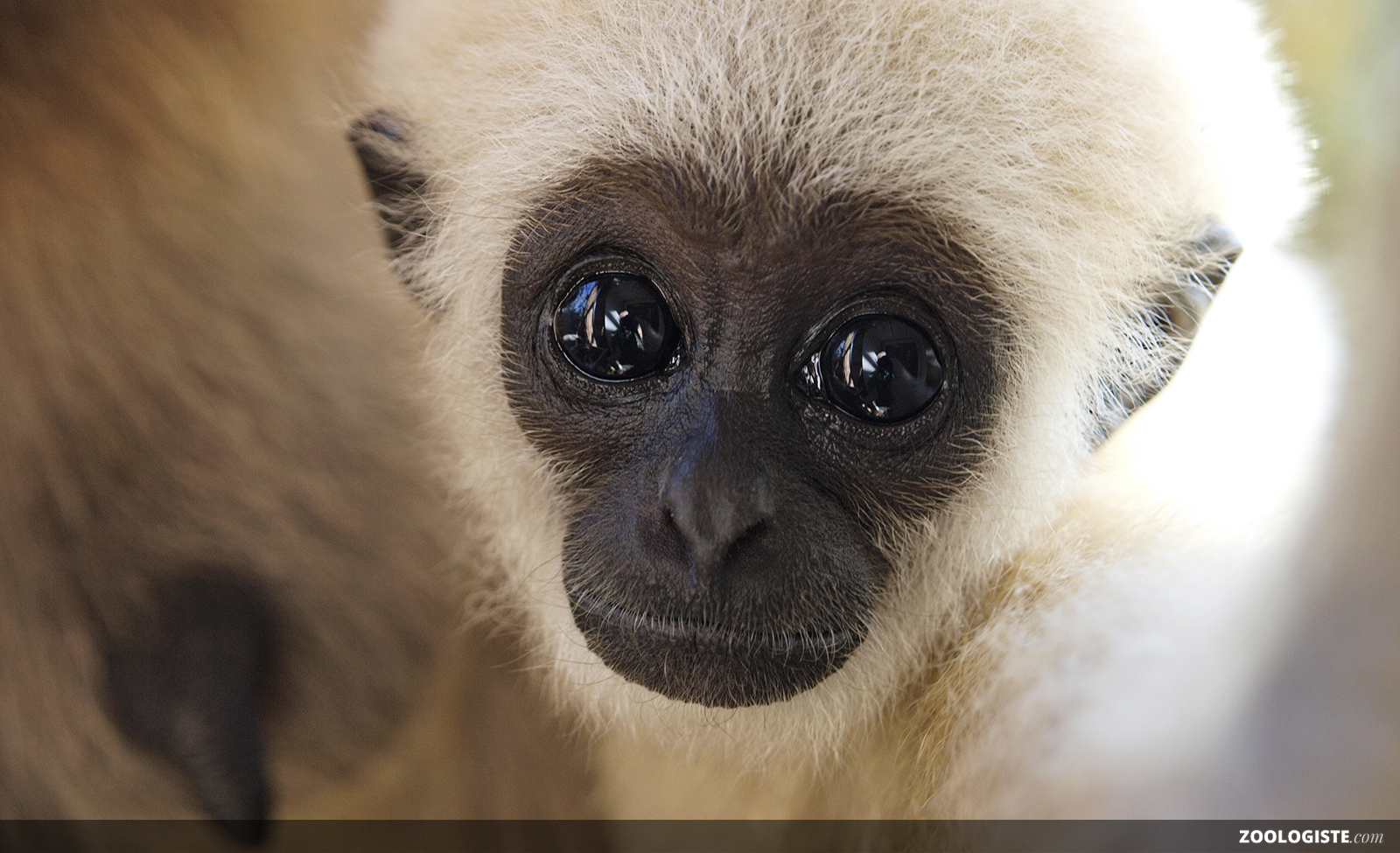 Gibbon