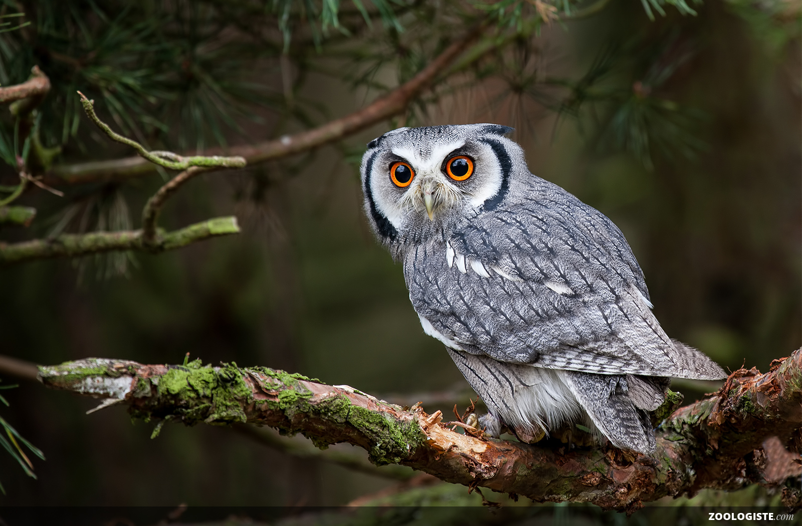 Hibou Habitat Cri Alimentation Reproduction Et Diff rence Avec La 