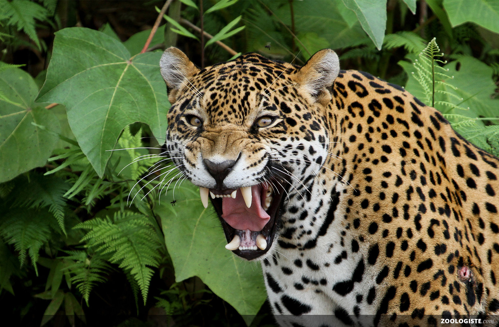  Jaguar  Zoologiste com
