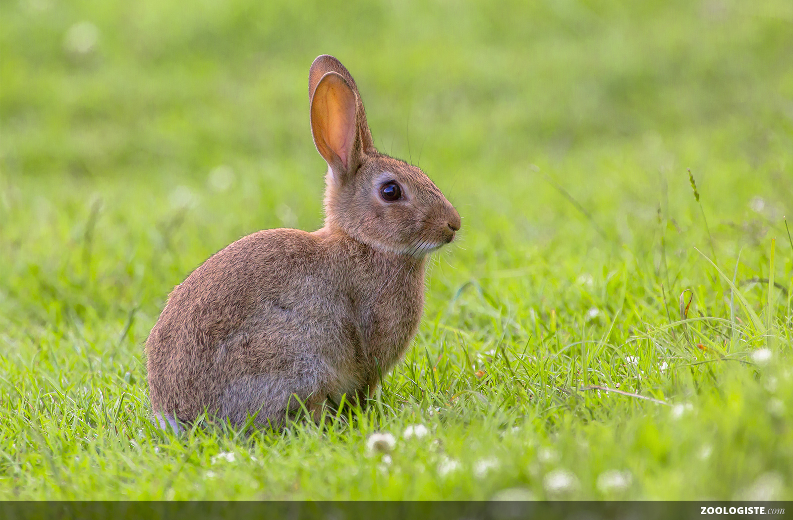 Lapin de garenne : tout ce qu'il faut savoir