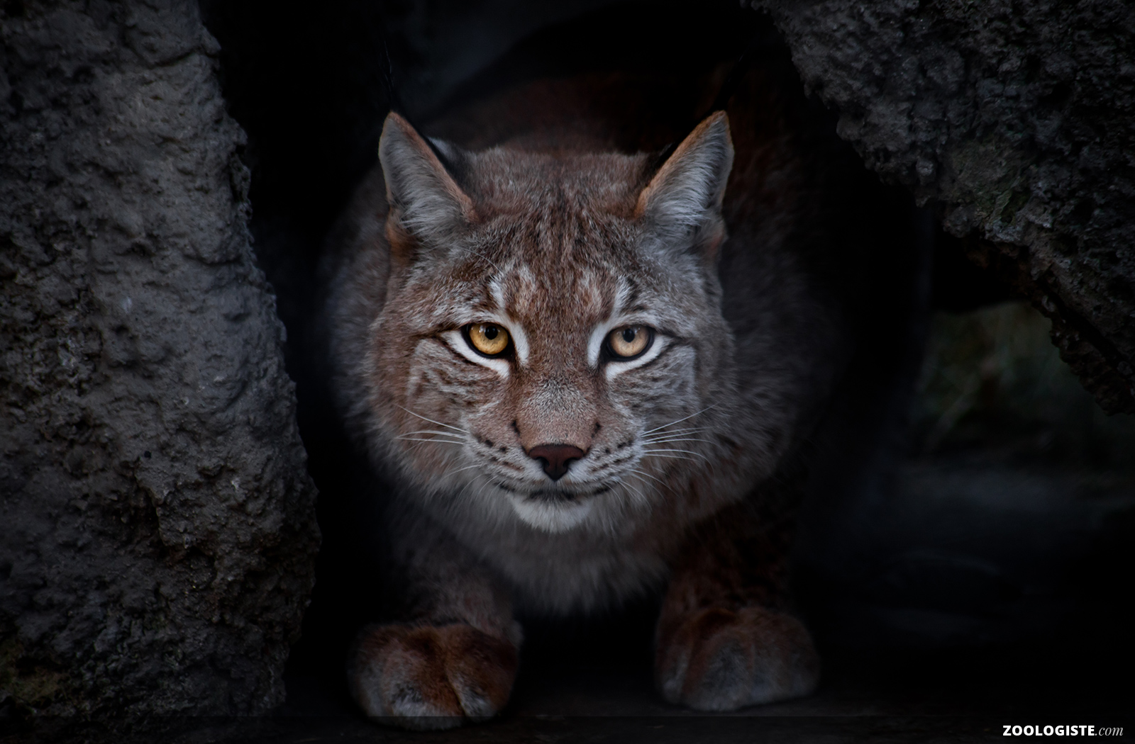 Marmot lynx sales