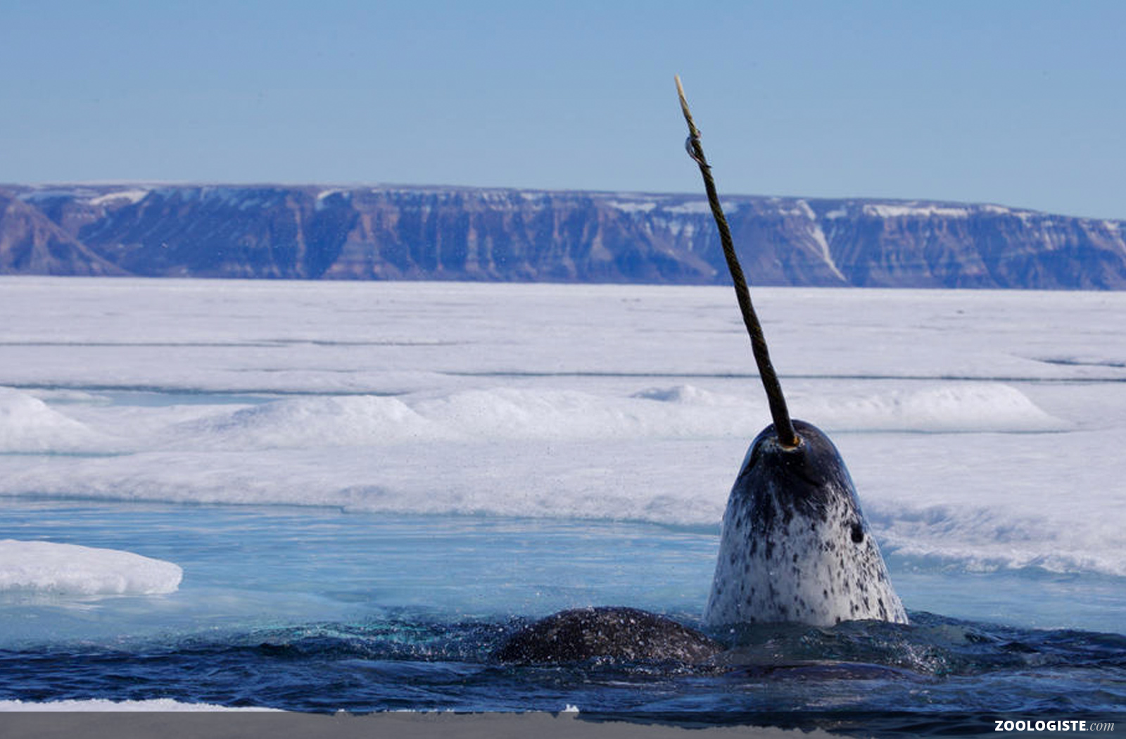 Narval D fense Habitat Arctique Alimentation Et B b Zoologiste
