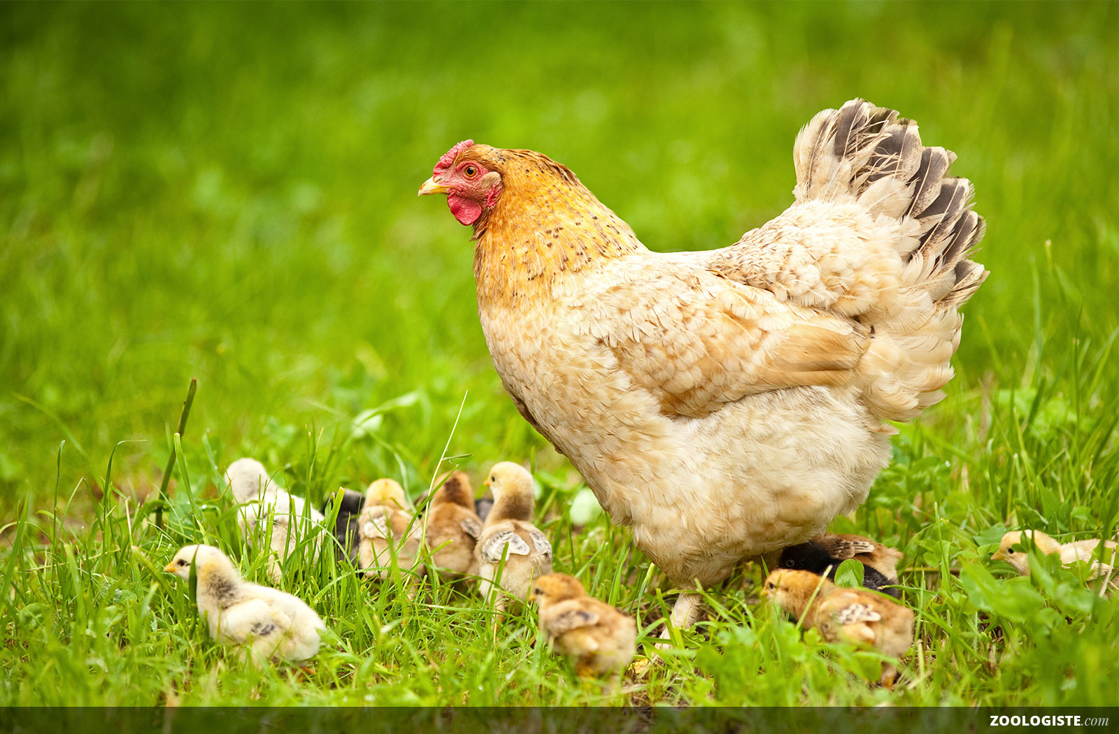 Poule ufs Alimentation Poussins Poulailler Et Soins Zoologiste Poule ufs Alimentation Poussins Poulailler Et Soins Zoologiste