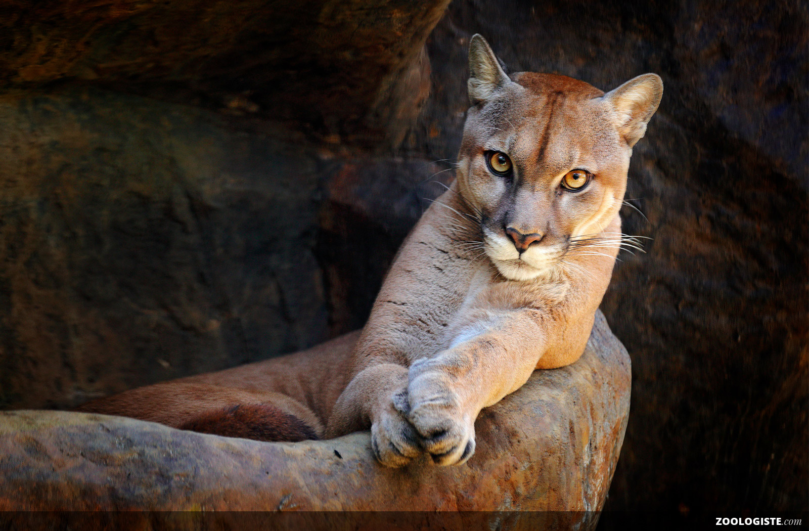 Salveo Maleficia  Puma