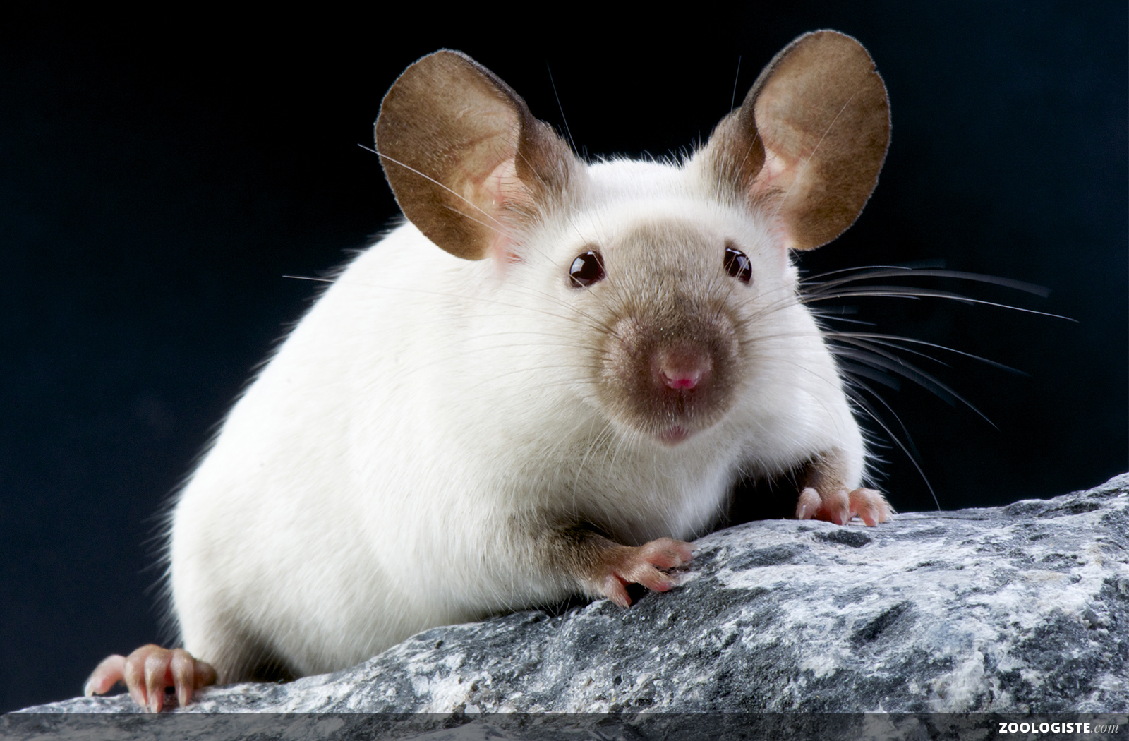 Tout savoir sur la Souris blanche